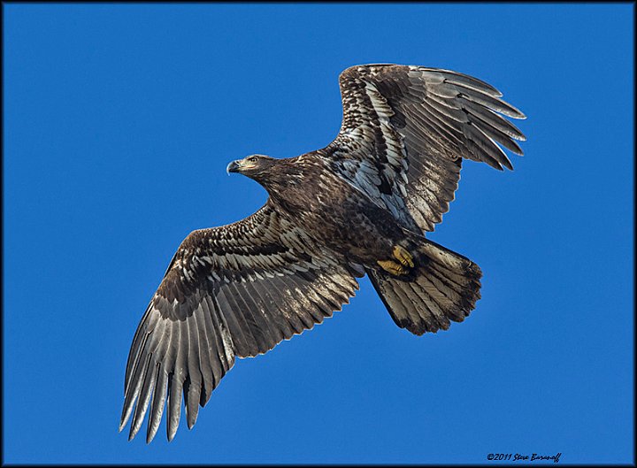 _1SB8615 immature bald eagle.jpg
